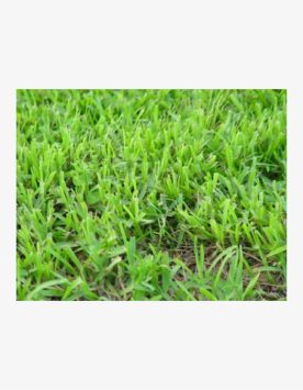 NZ Landscape Cow grass