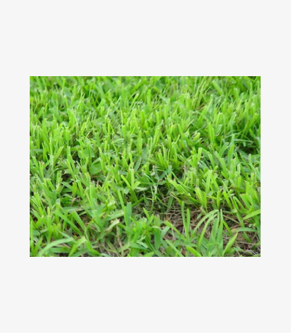 NZ Landscape Cow grass