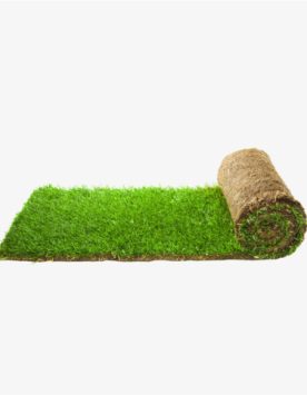 NZ Landscape Carpet grass